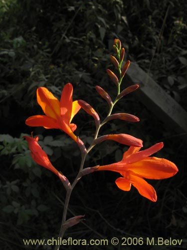 Bild von Crocosmia x (Montbretia / Ballica). Klicken Sie, um den Ausschnitt zu vergrössern.